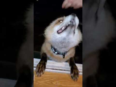 Finnegan Fox jumps through the window #Video