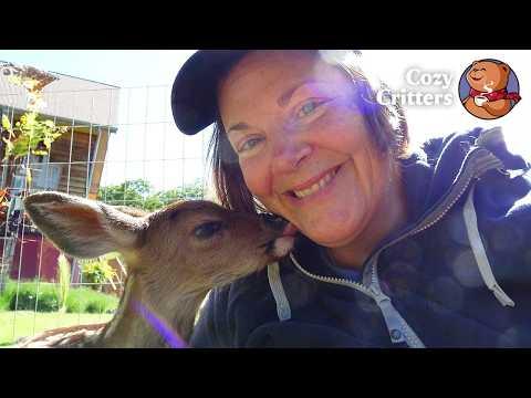 She Raised a Wild Deer That Never Forgot the Way Home #Video