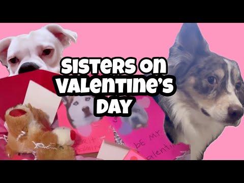 Sisters on Valentine’s Day - Layla The Boxer #Video