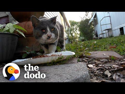 Stray Cat Goes From Street Puddles To Sweet Cuddles With His New Brother #Video