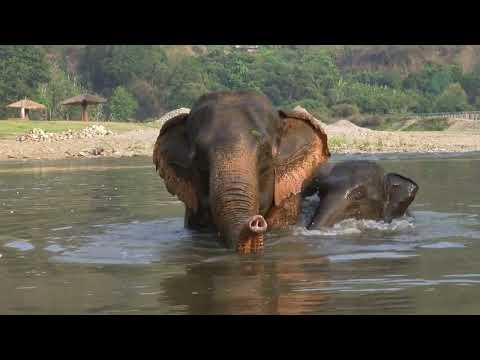 Elephant Nervous To Her First Time River - ElephantNews #Video