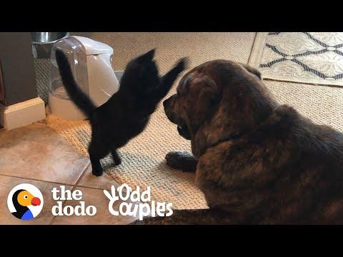 Tiny Blind Kitten Grows Up Attacking His Huge Dog Brother Video