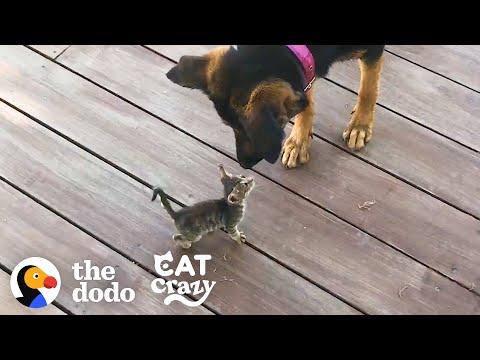 Stray Kitten Picks A Dog As Her Mom Video