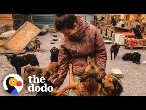 Couple Stays Behind In Ukraine To Care For Everyone's Pets #Video