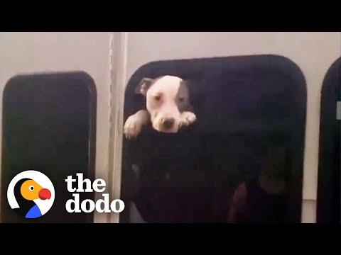 Woman Finds Pittie Trapped in a Stolen Bus #Video