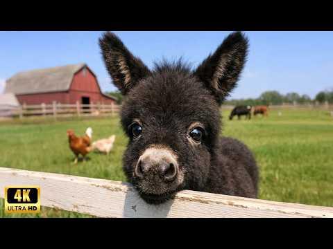 Get Ready to Cry LAUGHING with these CUTE BABY DONKEYSv