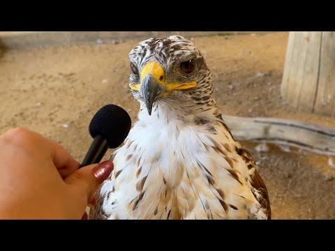 I interviewed animals with a tiny mic again #Video