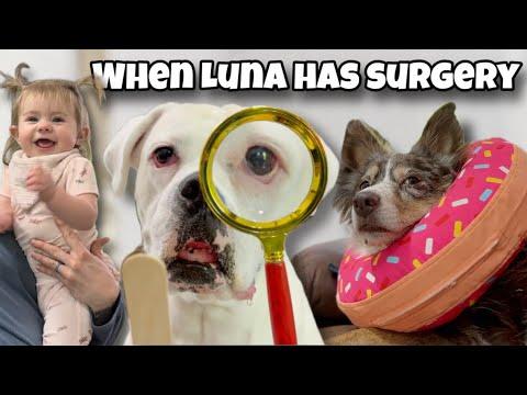 When Your Sister has Surgery - Layla The Boxer #Video