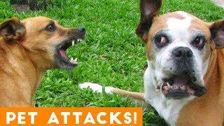 Funniest Animal Attacks Compilation August 2018| Funny Pet Videos