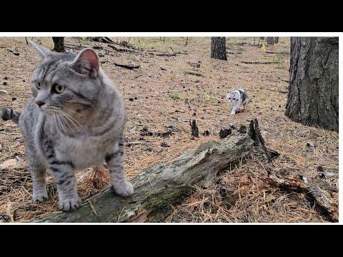 Dad took the cat, Kitten and Rabbit to the forest #Video
