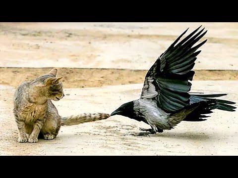 CROWS 'Troll' the Cat, the Dog, the Eagle, the Bear and even the Wolf! #Video