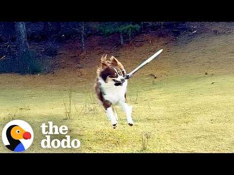 Dog Is REALLY Obsessed With Sword Fighting With Her Humans #Video