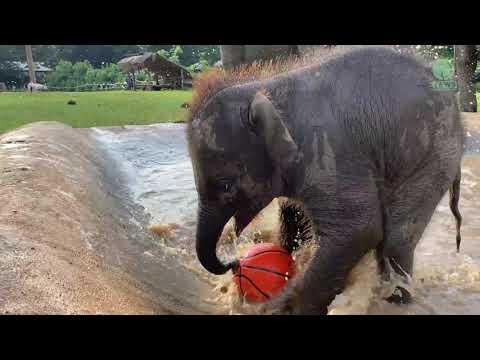 Playful Baby Elephant Chaba Get Much Stronger And Play - ElephantNews #Video