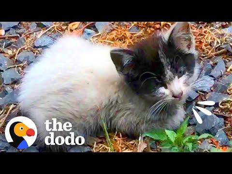 Tiny Abandoned Kitten Asks Woman For Help #Video