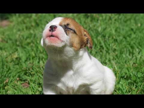 I Can’t Stop Laughing At These Cute Puppies Trying To Howl! #Video