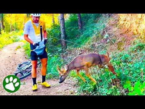 Rescuer Saves a Distressed Deer — Then Something Beautiful Happens #Video