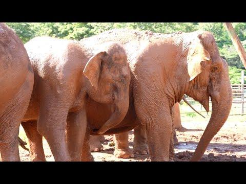Unique Vocalisations from Elephant NamThip - ElephantNews #Video