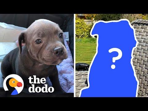 Cutest Pittie Puppy Ever From 8 Weeks To 8 Months Old #Video