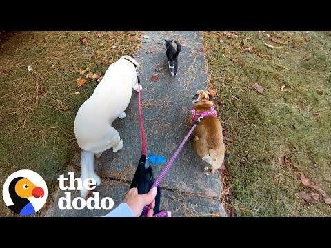 Random Cat Keeps Walking With Woman And Her Dogs #Video