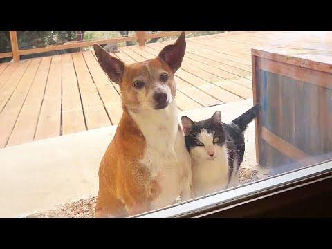 When your cat decided to adopt a new friend #Video