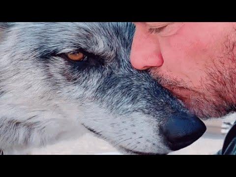 Man rescues wolf. Now they're obsessed with each other. #Video