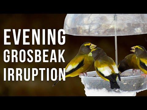 Evening Grosbeak Irruption Year Video