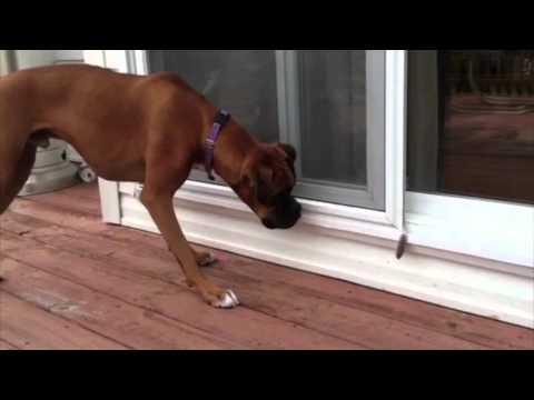 Dog Scared Of Feather