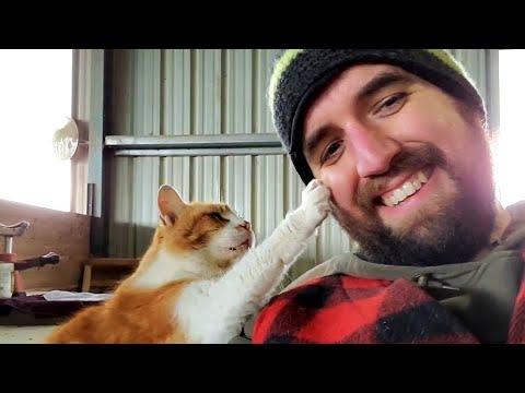 Cat Politely Asks Man For Pets. Your Daily Dose Of Internet. #Video
