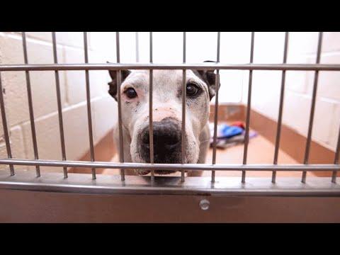 Elderly deaf dog has been in shelter for 653 days #Video