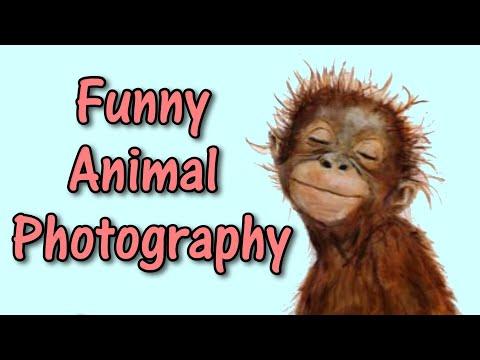 Funny Animal Photography #Video