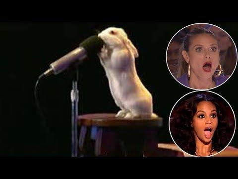 13 MOST TALENTED ANIMALS IN THE WORLD!