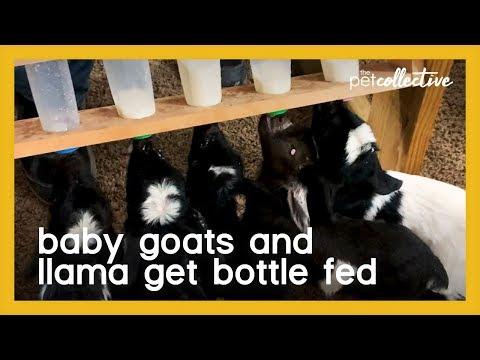 Baby Goats and Llama Rush Indoors to be Bottle Fed