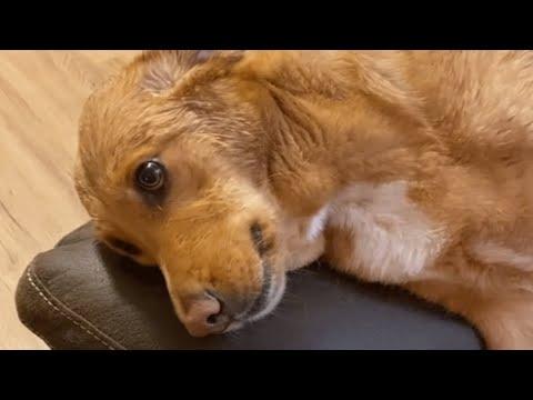 This dog was dumped roadside in a box. Now she's living her best life. #Video