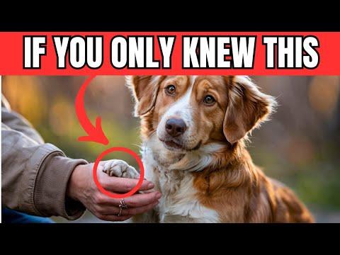 13 THINGS Your Dog WISHES You KNEW #Video