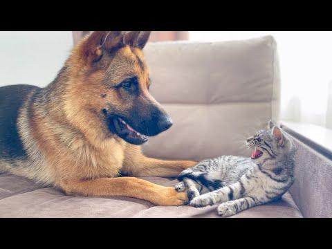 Funny German Shepherd Reaction to a lazy Cat #Video