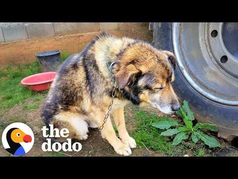 Woman Rescues Chained Senior Dog And Ends Up Saving Hundreds More #Video