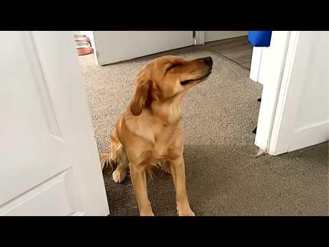 The FUNNIEST Dogs Around the World! #Video