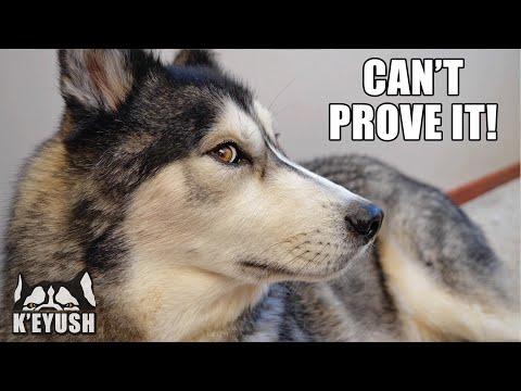 Husky Gets MAD When He’s Hungry! Denies Destroying Toy! #Video