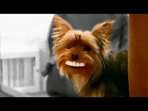 Dog Steals Grandpa's Dentures. Your Daily Dose Of Internet. #Video
