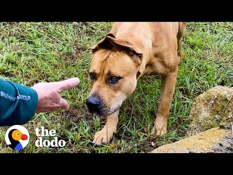 Couple Spends A Year Trying To Rescue A Stray Dog #Video