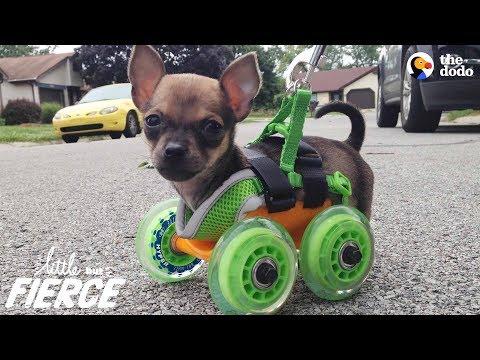 Tiniest Puppy Loves To Race Around On His Wheels #Video