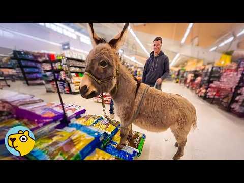 Man Rescues 'Aggressive' Donkey. Now He Won’t Leave His Side! #Video