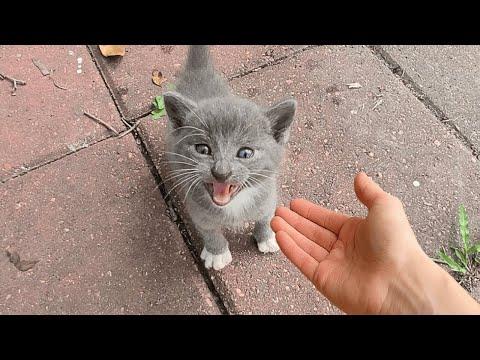 When the Cat Distribution System Says 'You're the One #Video'