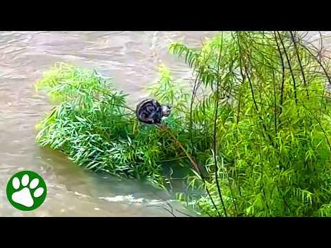 This Cat Waited Two Days for Someone to Save Him #Video