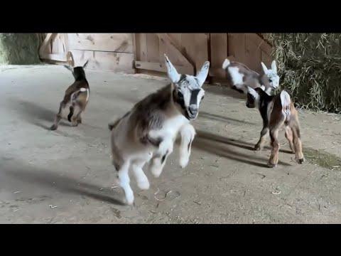 The slow motion baby goat video you didn’t know you need… But do! #Video