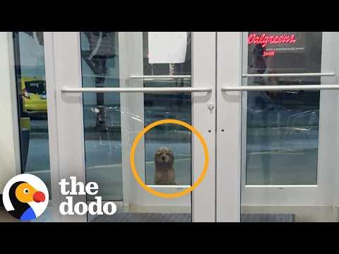 Woman Leaving Planet Fitness Finds A Dog Staring Her Down #Video
