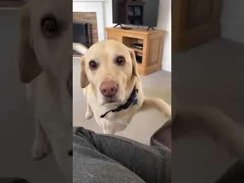 Dog isn’t happy about guy sitting in his seat video.