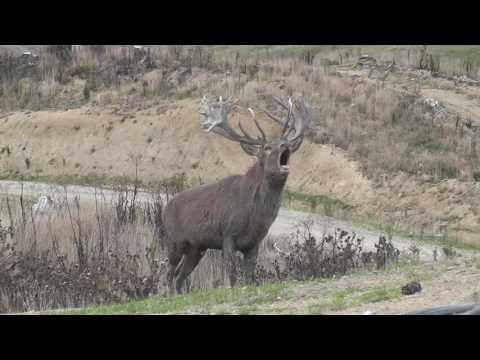 Red Stag roaring video