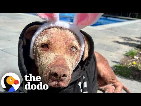 Blind Senior Dog Was Found Roaming The Streets #Video
