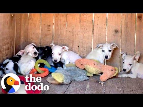 Six Puppies Found Huddled Together Get Sweetest Happy Ending #Video